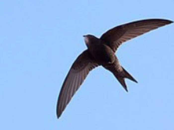 swift photo