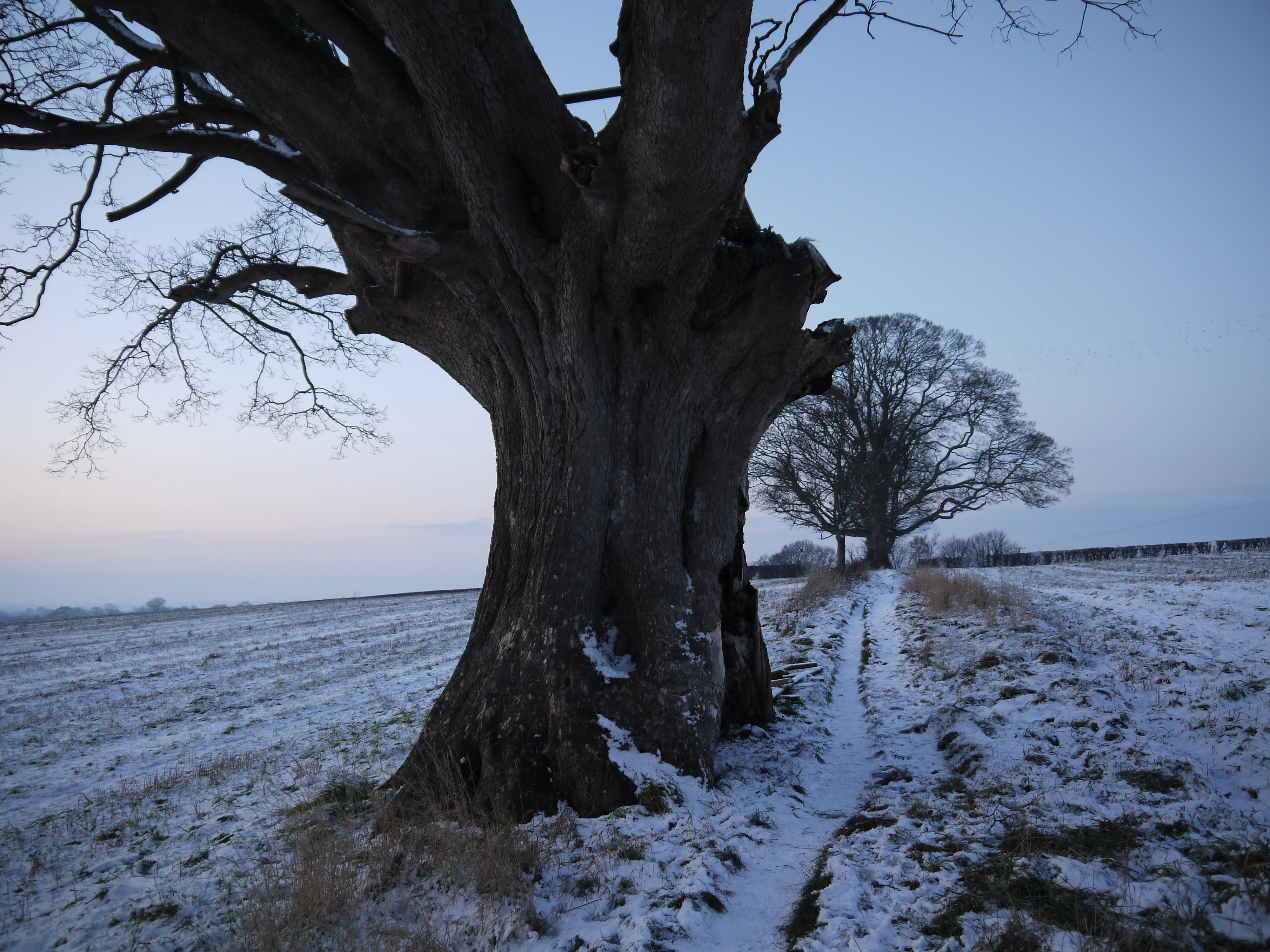 sycamore-tree-on-the-ox-heys--winter-scene
