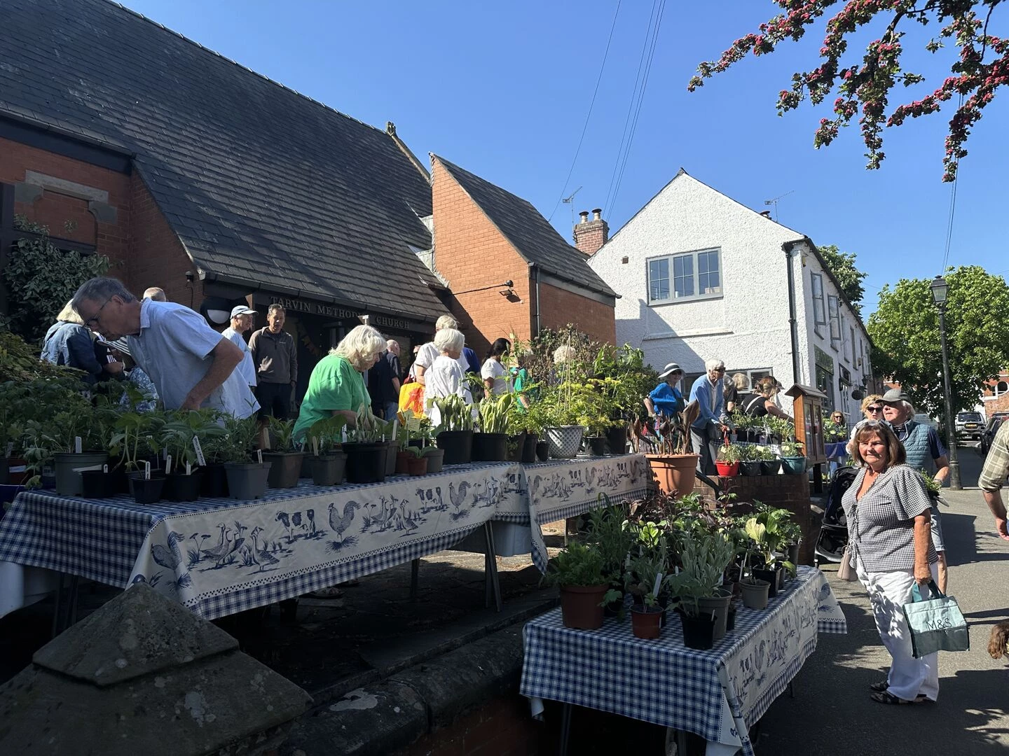 tarvin plant sale 2025 4