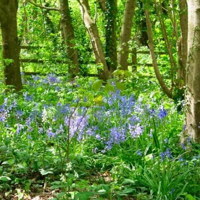 tarvin woodlands bluebell glade