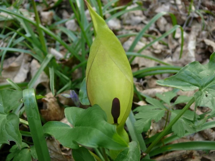 tcw  cuckoo pint 2