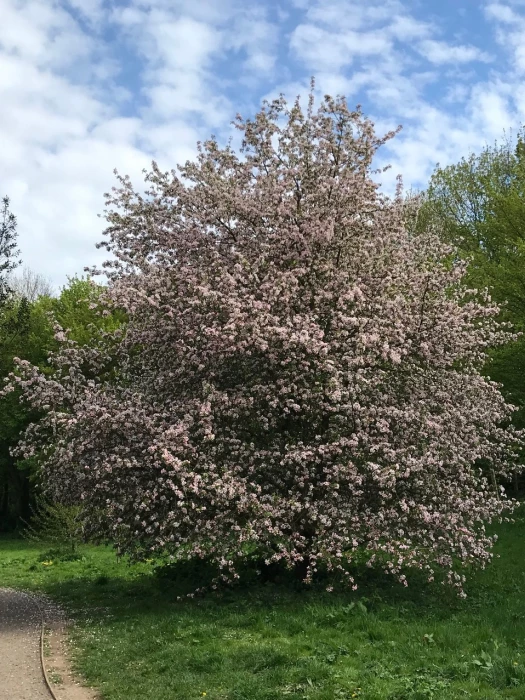 tcw wild apple tree in blossom