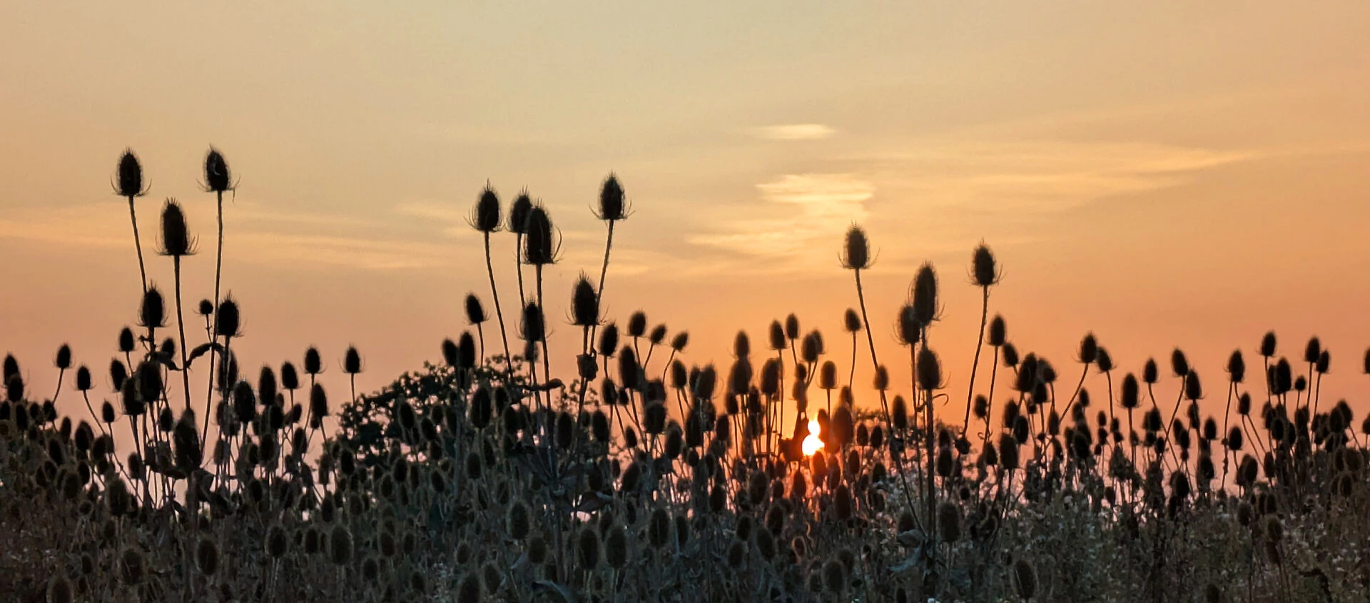 teasel heads