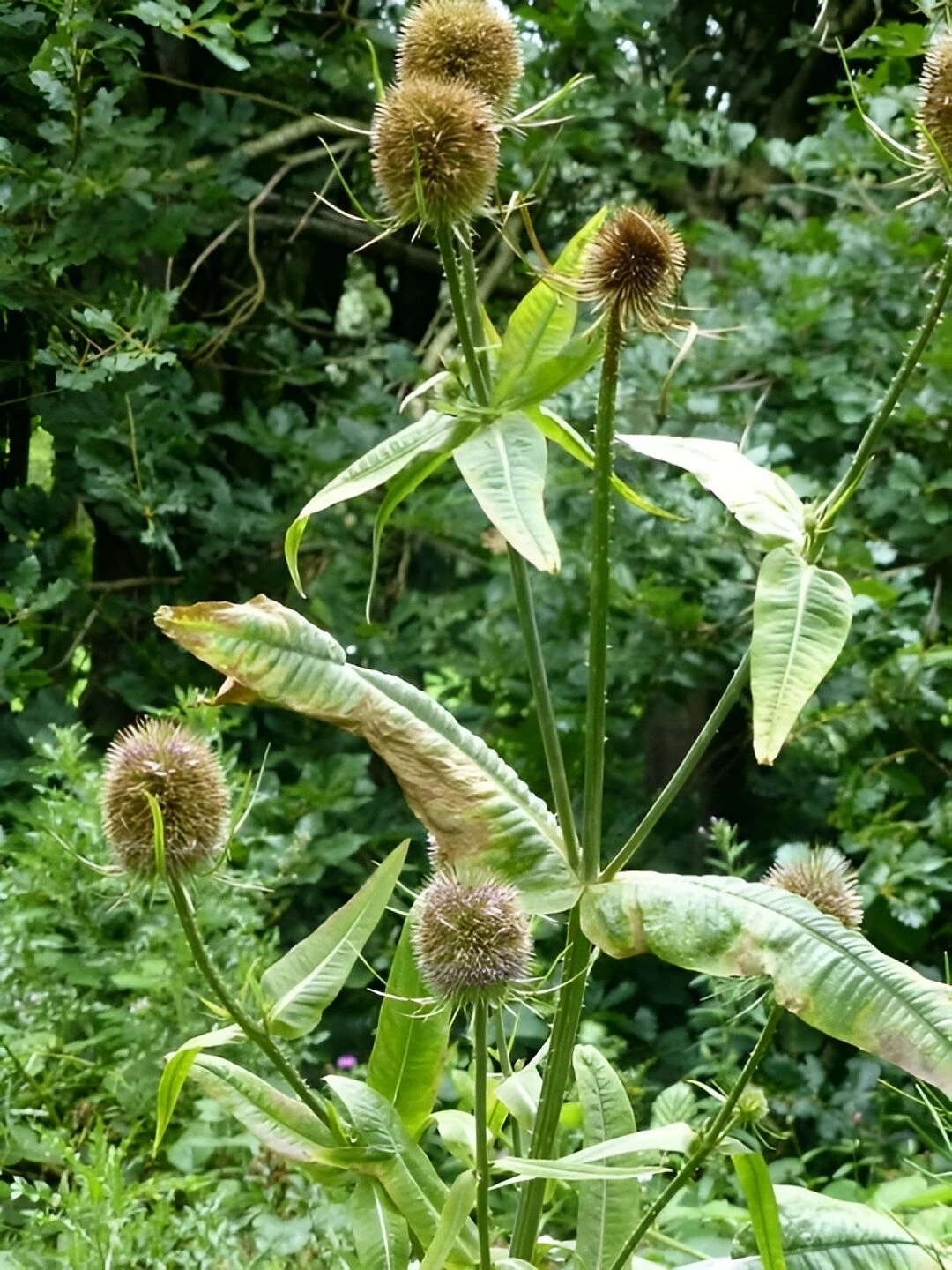 teasels 2