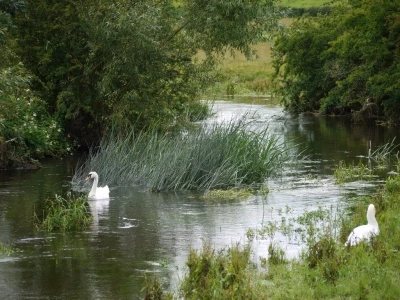 thame river with swans