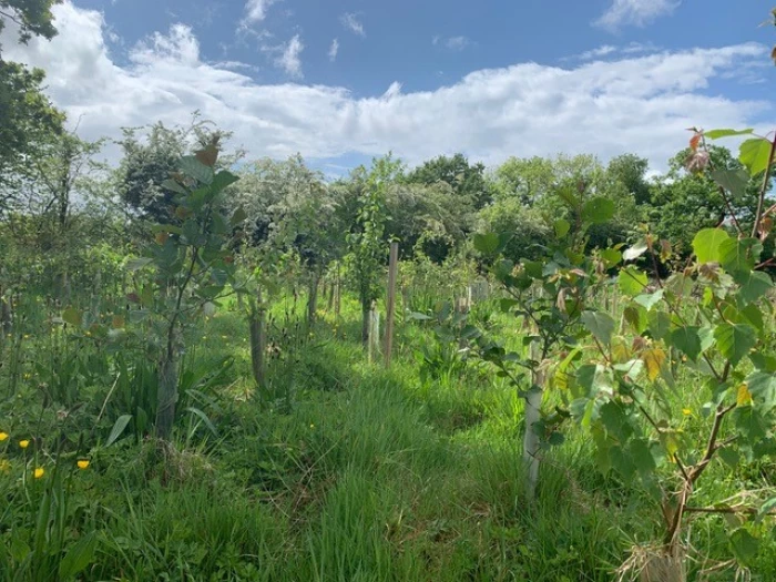 the growing woodland at guilden sutton green space
