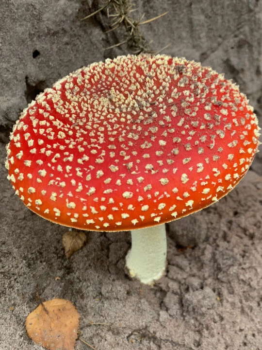 toadstool