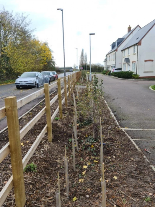 tree planting on chilworth gate