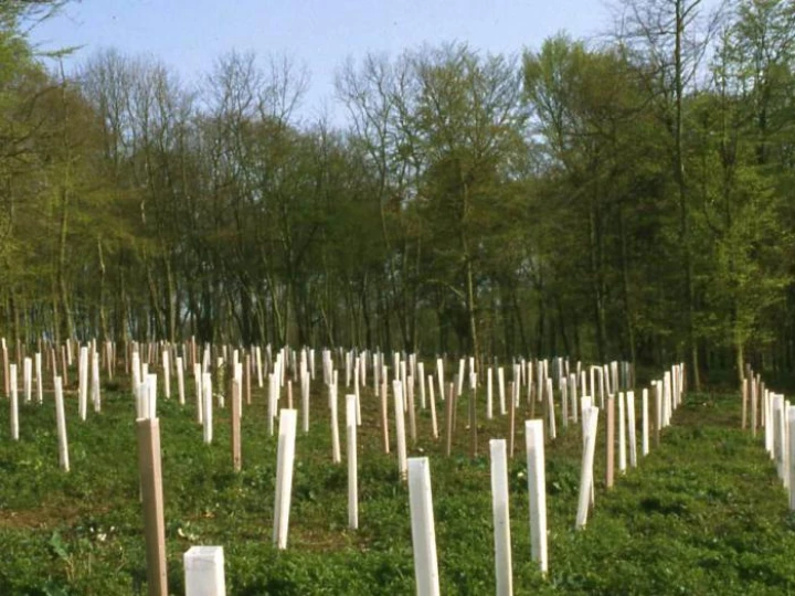 treeplantingwoodlandm360100