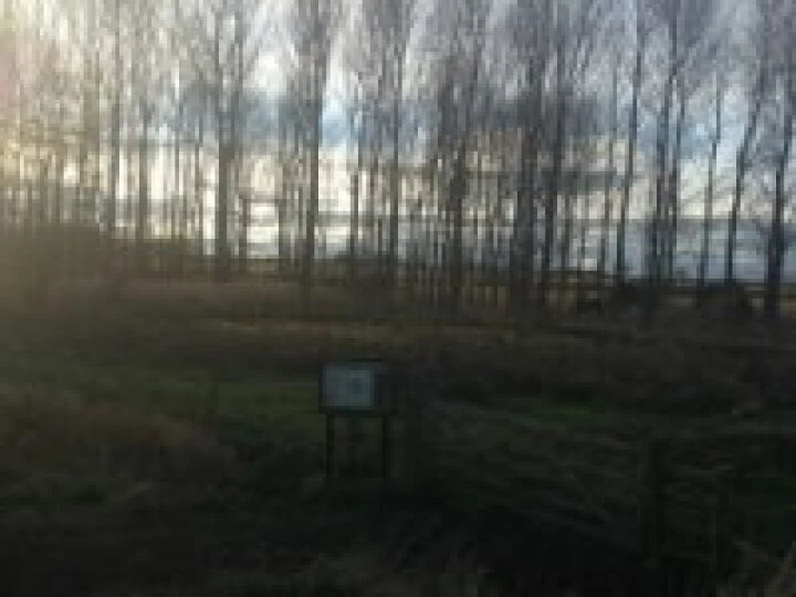 trees