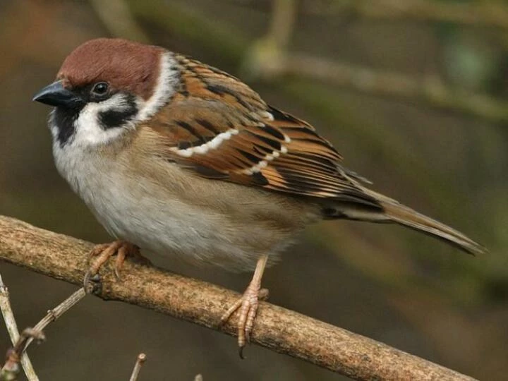 treesparrowc