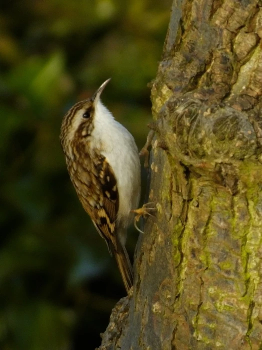 twt tree creeper observing