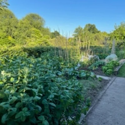 veg garden 3
