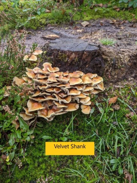 velvet shank