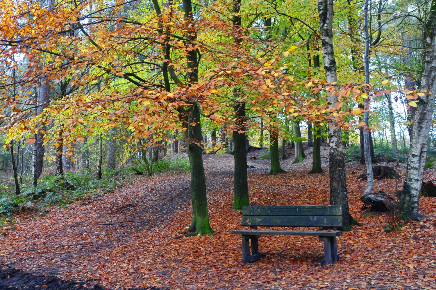 walk in the woods