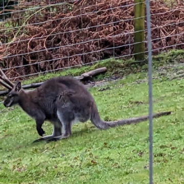 wallaby