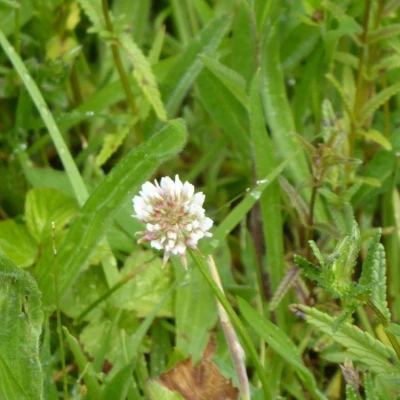 white clover