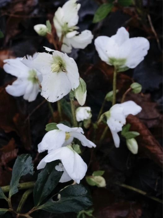 white hellebores