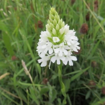 white pyramidal orchid june 2018