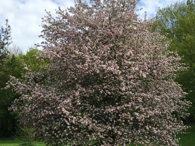 wild apple tree in blossom