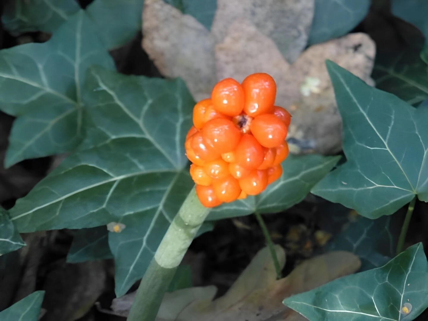 wild arum 1
