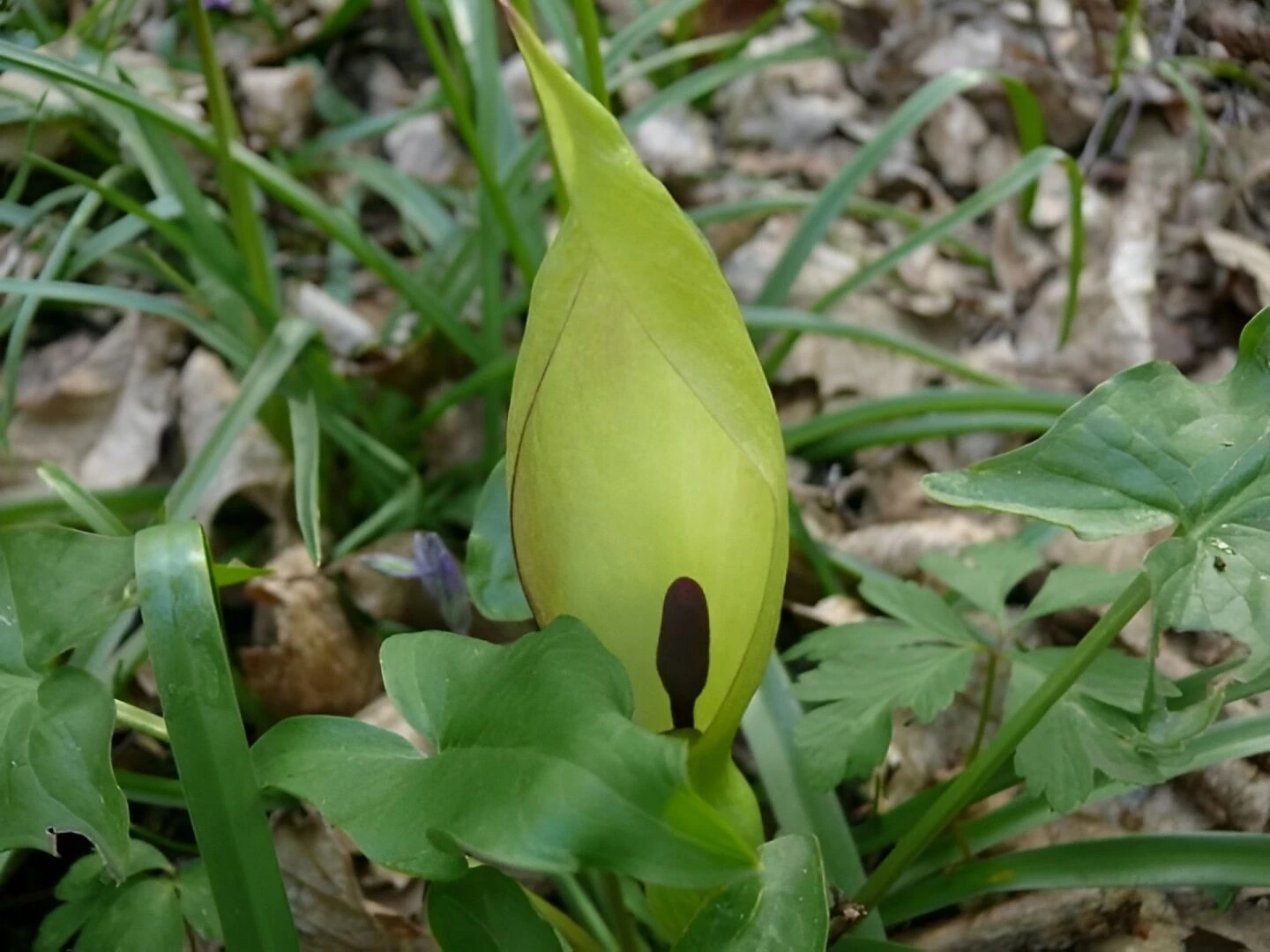 wild arum 2