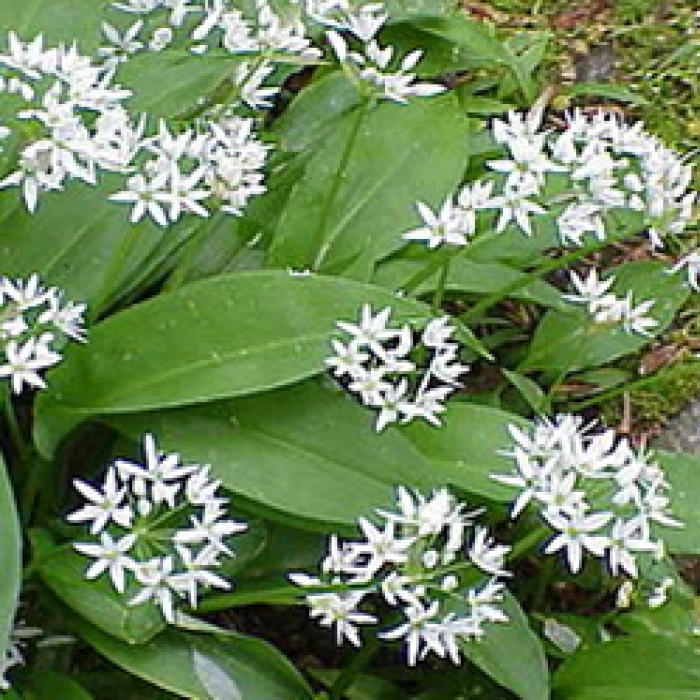 wild garlic