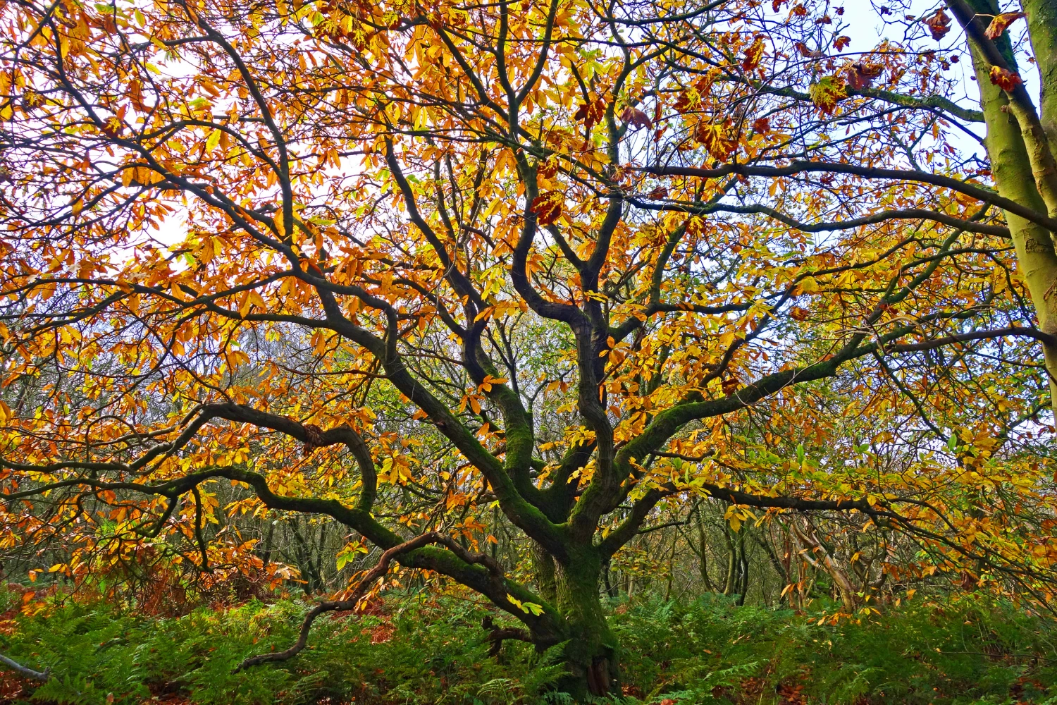 wild sweet chestnut castanea sativas00746