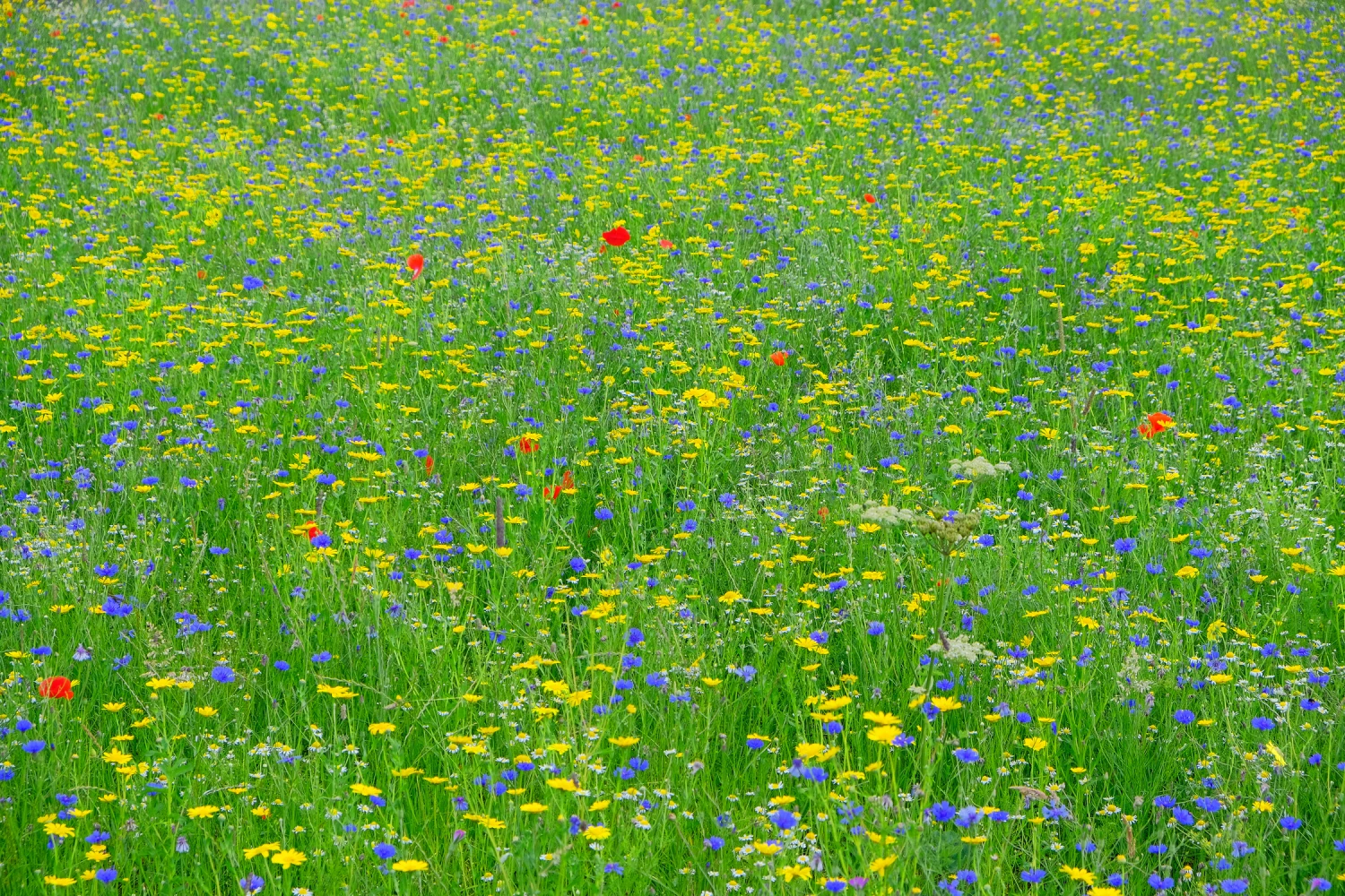 wildflower meadow