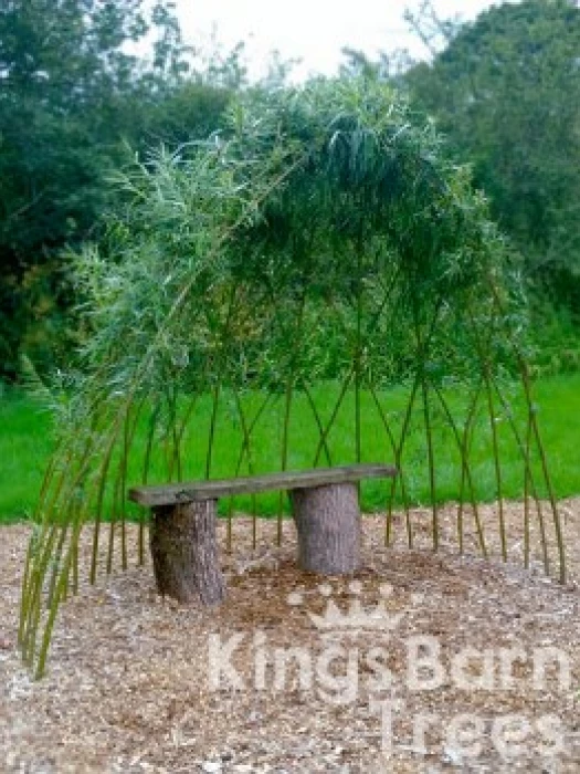 willow arbour