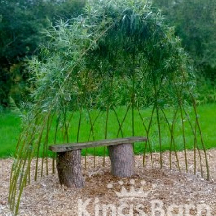 willow arbour