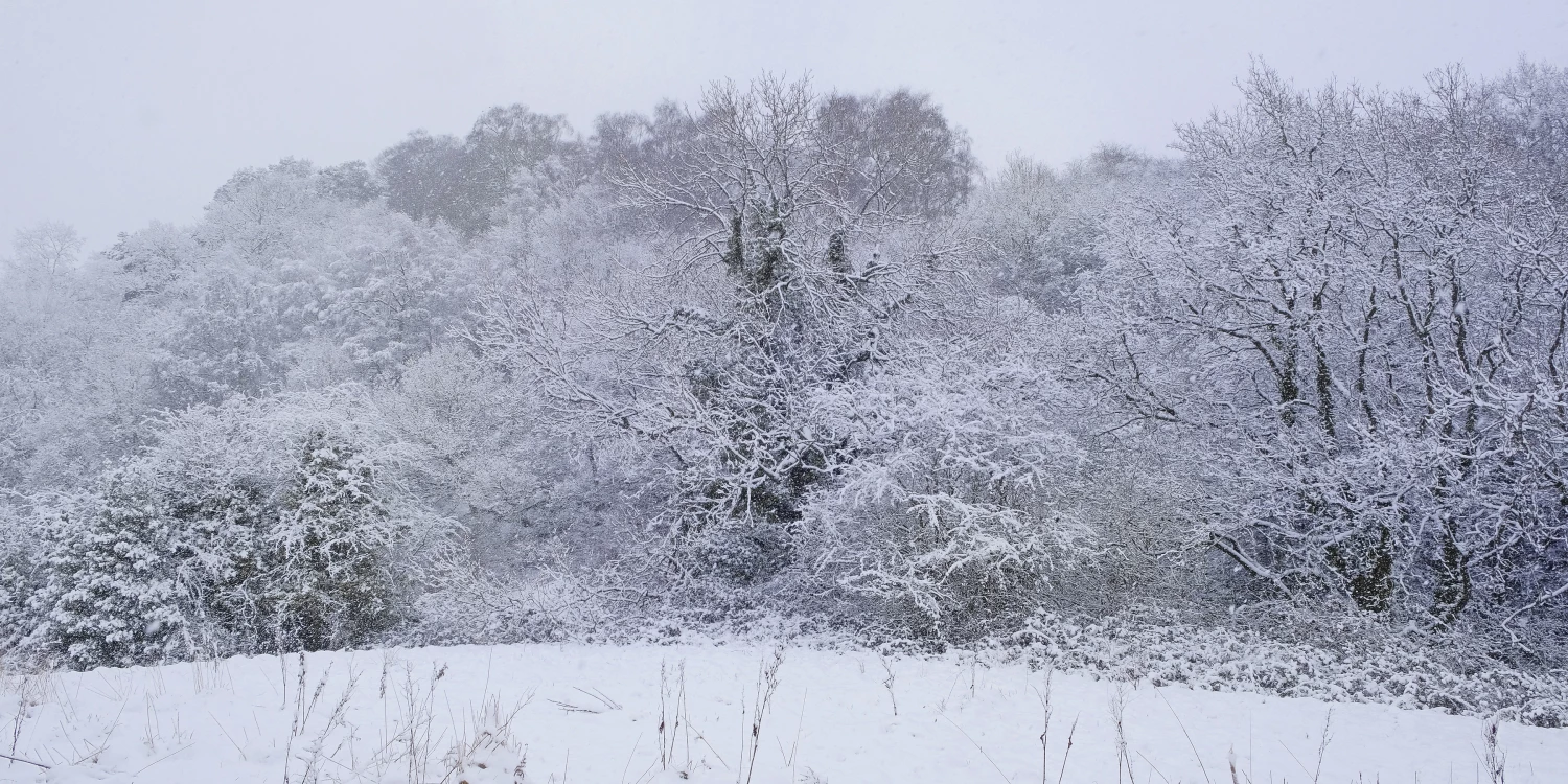 winter woodland