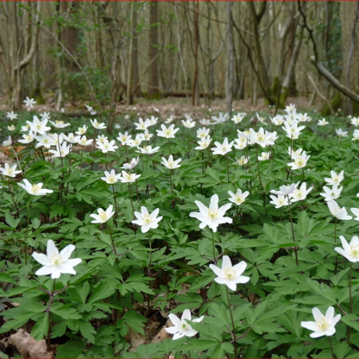 wood anemone