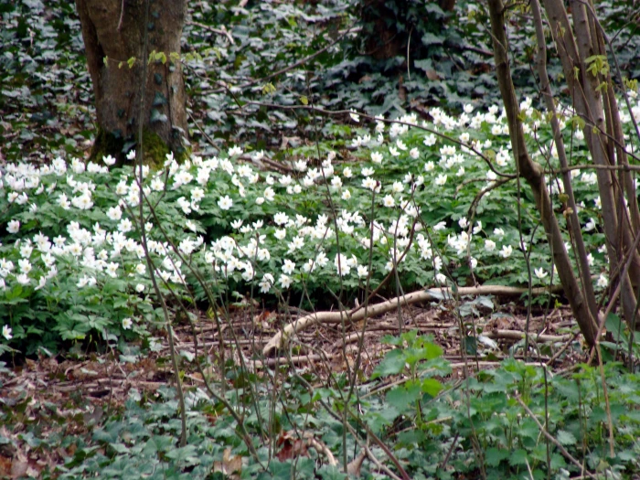 wood anemones in a drift