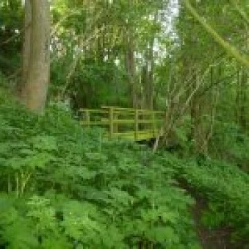 woodenfootbridgeonthewoodlandwalk