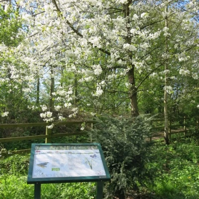 woodland walk 2e2c83