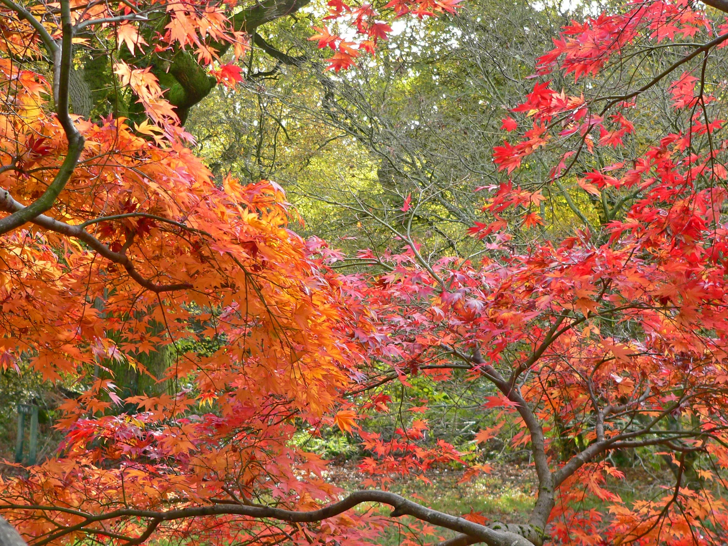 woodland wonders