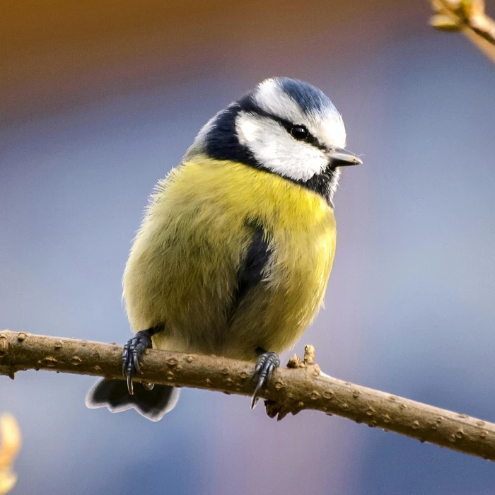 yellow and white bird