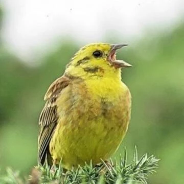 yellowhammerythanestuaryjuly181croppedm360815