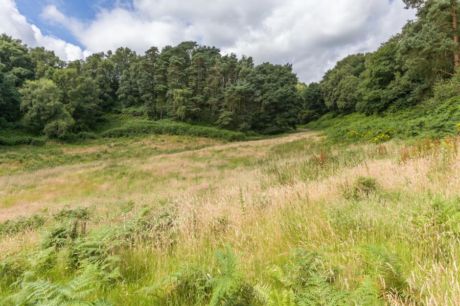 Sandstone Ridge Trust Landscape