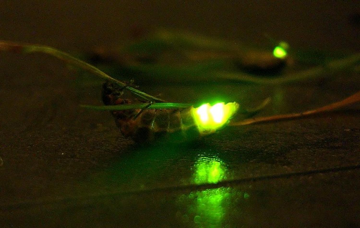 Sandstone Ridge Trust Last chance to see Glowworms