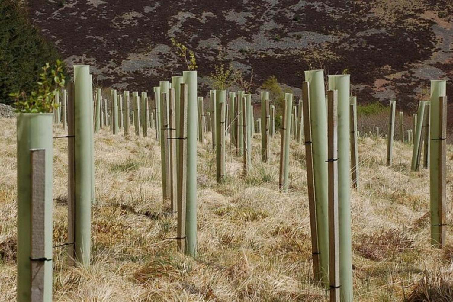 Sandstone Ridge Trust Plastic Tree Guards